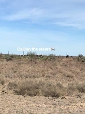 Started calling them Clover when they got weaned📢🙈!! #cattlecall #cowcalling #dontmindme #steers #cattleranch #becerros #cattlesiren #ranchtok #ranchlife #paratii #fy #fyp 