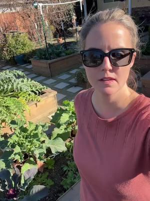 Fall and Winter Harvest #cauliflower #purplecauliflower #broccoli #celery #lettuce #greens #zone9b #gardening #frontyard #frontyardgarden #landscape #california @Jen 