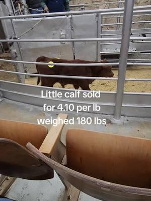 #texas #salebarn #salebarnlife #cow #cowboy #cattle #usa🇺🇸 #calf 