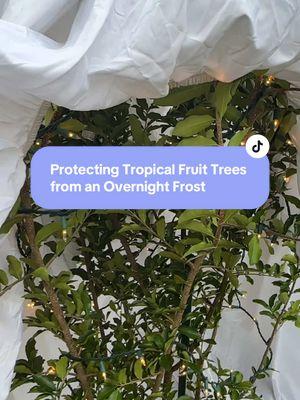 This is for my fellow gardening friends growing tropical fruit trees in semi-tropical zones #foodforest #fruit #tropicalfruittrees #fruittrees #growingfruit #orchard #zone9garden #zone9bgardening 