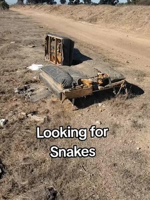 #rattleblade #snake #Outdoors #new #viral #trending #futon #rattlesnake #fyp #foryoupage #reptile #animals #nature #Outdoors  #2025 #california #trending