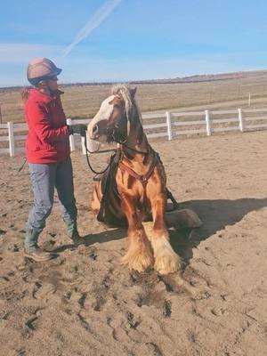 Super scary stallion! #babybrenin💙 #beefcakebrenin💙 #strawberrygypsyvanners #gypsyvanner #gypsycob #horsesoftiktok #equestrian #stallion #sootyflaxenchestnut #gotmane #gotfeather ##breninthefluffyzebra💙 #perfectman 