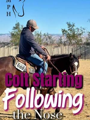 Colt Starting | What Comes Next | Following the Nose  #training #younghorses #fyp #tips #riding #colts #reining #cowhorse #coltstarting #fypシ #horsetraining #mankinsperformancehorses #horsevideo #desensitizing #equine  #spin #turnaround #spinning #horsetok #horsesoftiktok #horse #horselife #cowboy #rodeo #rope 