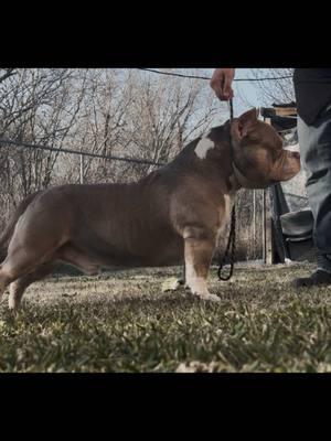 Out here working 💪🏻❤️ #willowcreekkennel #houston #americanbully #bullylife #dogsoftiktok #pocket #bully #ambully #wolverine #logan #pocketbully #bunitcamp #bunitcamp #deadpool #teamdeadpool #americanbullies #extreme #showdog #cookie 