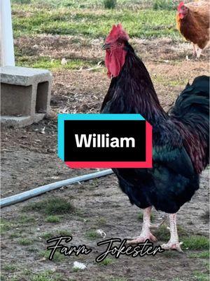 William! The Chicken’s Feathery Meltdown! William!, Oh William!, Wiilliamm! #william #will #chickens #hen #hens #rooster #roosters #roostersofinstagram #nameyellingchicken #namescreamingchicken #chickensofinstagram #backyardchickens #humor #laugh #farmjokester #michaelsalerno 