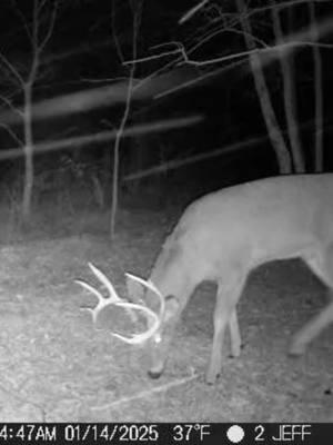 Nice buck :) #buck #hunting #trailcam #copperqueen001 #Outdoors