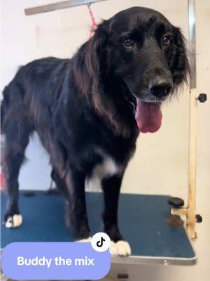 Buddy did so good to not be used to getting groomed 😊 #groomer #doggrooming #doggroomer #mixedbreeddog #retrievermix #deshed #deshedding #haircut #doghaircut 