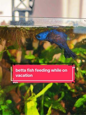 we always worry about our betta fish when going out of town especially when it comes to their feeding. Here are two reliable options that I have used to make sure my fish are fed properly every day while I’m gone while making sure they aren’t being over fed. #bettatank #bettatok #bettatanksetup #betta #fypage 