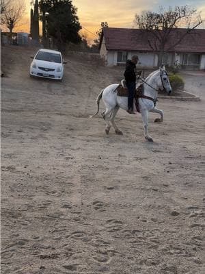 #purobailando #fyp #foryou #fypシ #parati #vaquera #baile #norteño #bailando #dance #dancing #cowboy #viral #ariat #wrangler #boots #horse #california #huapango #foryoupage #slowmo #nanda #tamborazo #zapatiado #huapangos #jalisco #zacatecas #michoacan #sonora #jalisco #andalusian #horse #caballo