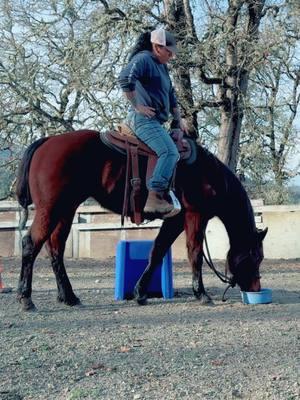 This is how it’s supposed to go, her 2nd time with a rider and first time with a rider in the saddle #horses #horsetraining #coltstarting #treadsoftlyhorsetraining #aphc #toddlerhorse #settingthemuptosucceed 