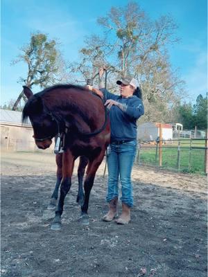 Flexing Margot to the left and right then asking her to soften at the poll to light pressure #horses #treadsoftlyhorsetraining #horsetrainer #coltstarting #aphc #settingthemuptosucceed 