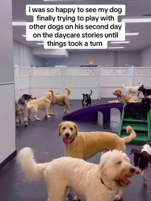 i was so embarrassed when i came to pick him up 😭😭 #dog #dogdaycare #doggiedaycare #dogboarding #dogs #funny #humor #dogdaycaresoftiktok #funnydogs #fyp 