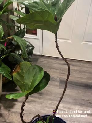 #flf #fiddleleaffig #plantdrama #dramatic  #plantmom #plantlady 