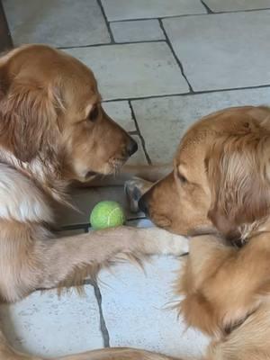 love-hate mood… 🤷🏻‍♀️                               #lovehate #lovehaterelationship #Siblings #siblingsbelike #dogsiblings #dogsiblingsbelike #goldens #goldenretriever #goldenretrievers 