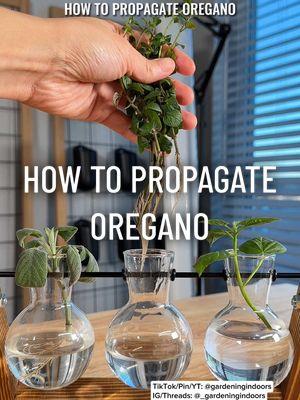 Various types of herbs can be propagated to duplicate a plant or make an existing plant bushier. Here’s how to water propagate oregano cuttings.  Side note — You can also keep herb cuttings growing in water indefinitely if you add liquid plant food.  #propagationstation #propagateplants #indoorherbgarden #growingoregano #gardeningindoors #indoorgarden #indoorgardening #indoorgardentips #plantcaretips #indoorgardentok 