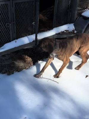 The hog dawgs got to enjoy their first snow in South Georgia! #hogdogsoftiktok #dog #southgeorgiasnow #southernsnow #fyp