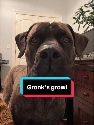 Scary or cute? #growl #growling #bark #bigdog #scarydogprivilege #boerboel #cutedog #scarydog #goodboy 