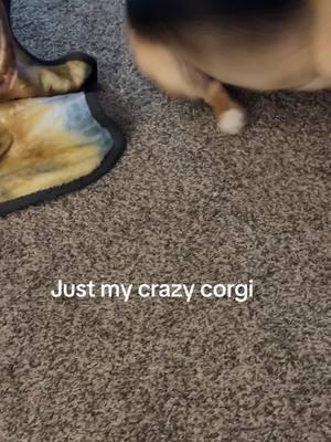 Have. Corgi they say lol #fypシ゚viral #fypシ #2025 #influencer #lilksarmytribe🦋 #lilksarmy #letscrackit 