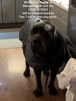 Had to do this sound. Morning with Jax. #canecorso #canecorsoitaliano #largebreed #Italianbreed #mastiff #CleanTok #drool#velcrodogsl#protective  #whatitslikeowningacanecorso. #guard-dog #dogtok #dog #bigdog #fuyp #ditl #whatitslike #gooddog #cute #mastiff #funnydogvideos #isthiswatersanitary 