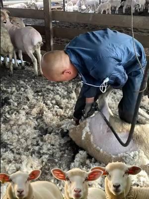 #sheep #sheepoftiktok #animalsoftiktok #removing #sheared 