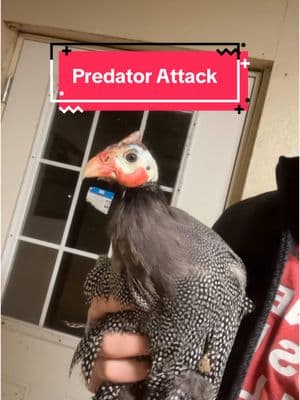 What do we think attacked Kevin? #farming #farm #chicken #guniea #livestock #hunting #fishing #cooking #beargrease #meateater #michigan #minnestoa #wisconsin #appalachia #trump #winter #buck #bigbuck #trap #trapping 