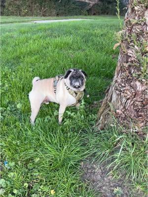 #pugs#pug#frenchbulldog#dogsviral 