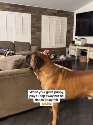 Benny’s puppy energy is crazy! #dogsoftiktok #doggo #fyp #funnydog #mastiffsoftiktok #doglife #bowsersworld #giantdog #funnydogvideos #bigdogs #bowserandbenny #funny 