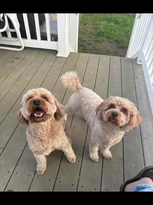 “ A Dog Will Teach You Unconditional Love”#dogsoftiktok #dogs #dogmomlife #BestFriends #doglossjourney #doggrief #havapoo #maltipoo #cavapoo #unconditionallove 