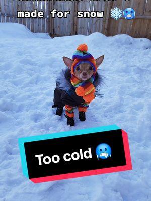 Chihuahuas aren't made for snow ❄️🥶  #massfollow #massfollowing #chihuahuastiktok #cutedog #coldweatherhacks #dogsnowboots 