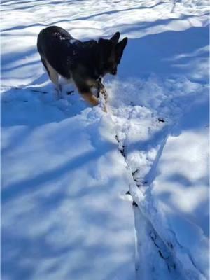 Snow Days with Jula! She’s so independent. 🐾 #K9Jula #fyp #K9 #Southeastern #slupd #germanshepherd #SneauxDay2025 #police #ExplosivesDetection #blueandyou #lionup #bloopers #K9bloopers