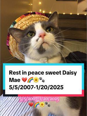 Rest peacefully, my sweetest Daisy. You came into our lives at just one year old, and for the last 16 1/2 years, we were blessed by your free and fun spirit. The joy and laughter you brought into our hearts with your playful antics will forever be cherished memories. For the past six months, you fought with the strength of a warrior, showing us the true meaning of “small but mighty.” You were always surrounded by the love of those who adored you. While we grieve your loss deeply, I find comfort in imagining you over the rainbow bridge—smelling all the wonderful smells, indulging in endless treats, and exploring to your heart’s content. Daisy, you were loved more than words could ever express, and your absence will be felt profoundly. I love you, baby girl. 💔🌈🐾🌼 Daisy Mae 5/5/2007-1/20/2025  #petloss #petlossgrief #seniorcat #specialneedscat #soulpet #daisymae #lapoflove #brokenheart 