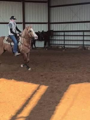 He’s comin’ 😎 @Wild M Ranch  #breeding #stallion #palomino #fyf #fyp #barrelhorse #barrelhorsetrainer #barrelracer #barrelracing 