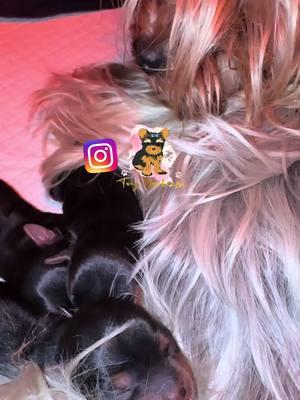 #newlitter #yorkie #comingsoon #yorkiesoftiktok #yorkiemom #yorkiepuppy #yorkiepuppies #akc #yorkiescalifornia #akcyorkies #toyyorkies #toyyorkie #toy_yorkies #yorkiefyp #fypage #yorkielover #yorkiepuppyforsale #yorkiecalifornia #yorkiecuteness #yorkiecam 