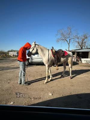 Give me a couple months she’ll be back tuned in #houston #foryoupage #trailride #trailrider #tennesseewalkinghorse #horses #horse #rackinghorse 