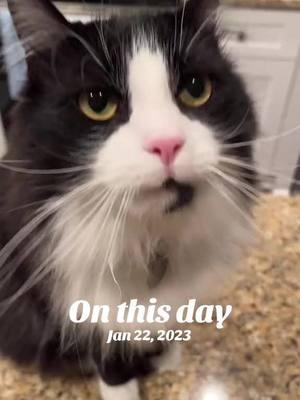 #onthisday #fyp #cat #cats #catsoftiktok #catlover #catlovers #tuxedocatsoftiktok #tuxedocat #tuxedocats #sammy #samuellflapjacks #sammymyson #samson #pet #pets #PetsOfTikTok #petlove #petsarepeople #petsarefamily #evanescence #bringmetolife #bringmetolifeevanescence #kitty #kitties #kittycat #kittycatsoftiktok #baby #babycat #kittiesoftiktok #foryou #foryoupage #fypage #millennial #millennialsoftiktok #millennials 