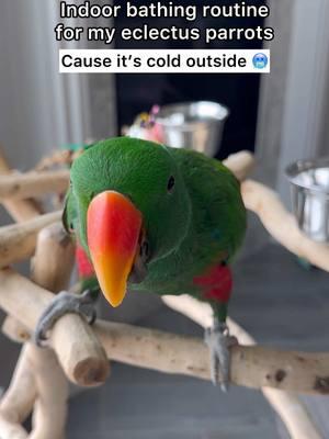 Winter bath routine ❄️ The aloe/water at the end is my favorite part because it helps add in extra moisture and extends the benefits of bathing so feathers stay healthy and moisturized longer. Aloe spray from @birdtricksofficial @BirdTricks  #eclectus #parrot #bird #rescue 