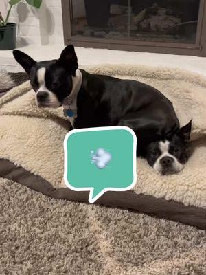 Bostons right? #eddietheboston #winnietheboston #bessietheboston #bostonterrierbrigade #dogsoftiktok #btbrigade #funnydogs 