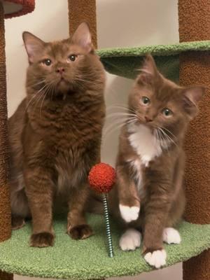 2 cinnamon ragdolls sitting in a tree 😍🤎 #ragdollcat #catsoftiktok #browncat #catlover #catmom  #pawzroadcattree  Also this cat tree is taller than me it reaches the ceiling and my cats love it so much!! 