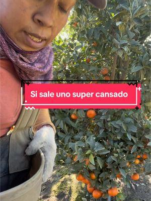 #campesino #emigrantes  #campos  cosecha de mandarina 