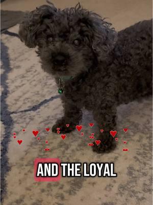 So true 🥰 #simonthetoypoodle #toypoodle #cutedogs #dogsoftiktok #dogvideos #cutedogsoftiktok #dogtok #PetsOfTikTok #dogs #pets #dogmom #fyp #fy #doglover #happydog #tiktokviral #puppy #dog 