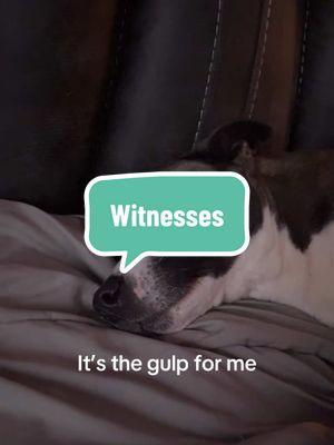 #fyp #dogsoftiktok #pitsky #shylo #gulp #witness #jokes #cops #copsoftiktok #why 