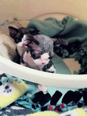 #devonrexflorida #nadacatzflorida #devonrex #nadacatz #devonrexkittens #devonrexkittens 