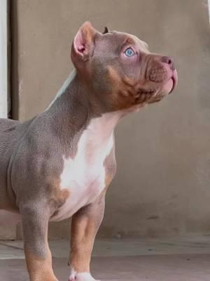 Are you a fan of lilac tri 🌈 🎨  We got some amazing litters dropping this year !  #americanbully #bullybreed #puppy #puppytok #pocketbullypuppies #lilactri  