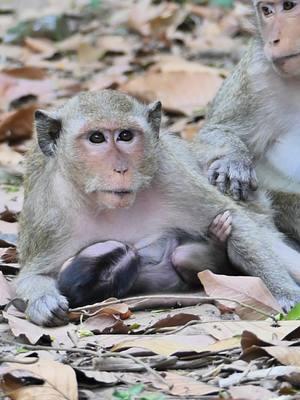 #cutebabymonkeyranch #Crabzillatroop #Autumnmonkey #babymonkeyvideos #monkeytiktok #videomonkey #Sovannatroop #amzingmonkey #babymonkey #Newbornmonkey #lovemoney #tiktokmonkeys #Monkeys #monkeys #Ranbow #tiktokmonkey #tiktokideomonkey #fzypシ #Luno #Lucy