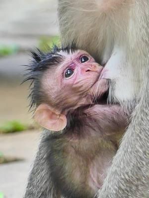 #Newbornmonkey #cutebabymonkeyranch #Crabzillatroop #Autumnmonkey #babymonkeyvideos #monkeytiktok #videomonkey #Sovannatroop #amzingmonkey #babymonkey #lovemoney #tiktokmonkeys #Monkeys #monkeys #Ranbow #tiktokmonkey #tiktokideomonkey #fzypシ #Luno #Lucy