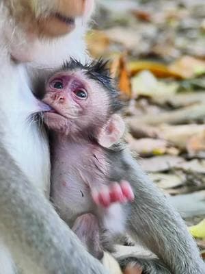 #Newbornmonkey #cutebabymonkeyranch #Crabzillatroop #Autumnmonkey #babymonkeyvideos #monkeytiktok #videomonkey #Sovannatroop #amzingmonkey #babymonkey #lovemoney #tiktokmonkeys #Monkeys #monkeys #Ranbow #tiktokmonkey #tiktokideomonkey #fzypシ #Luno #Lucy