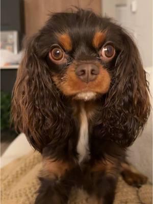 Teen years she is nuts #julyrose #julyrosejewelry #cavalierkingcharles #cavalierkingcharlesspaniel #chocolate 