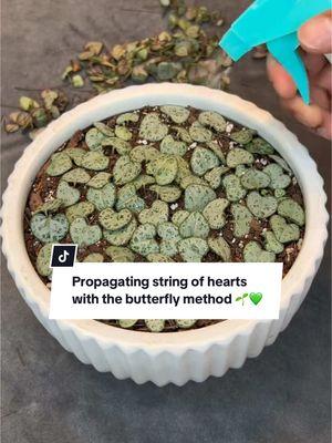 Propagating string of hearts with the butterfly method 🌱🪴💚  I miss my string of hearts plants 🌱🥹 #plants #plantsoftiktok #plantlover #succulents #stringofhearts 