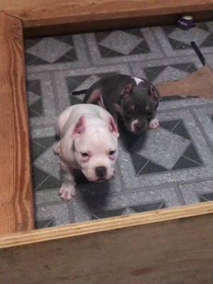 Siblings ❤️  CERSIE & VENGEANCE  #bullybreed #puppy #puppytok #pocketbullypuppies  