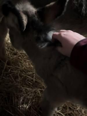 Baby Dori getting pets for the first time ever. She is one day old. #babydonkey #donkey #donkeysoftiktok #farm #farmlife #farmtok #nopetting #fyp #foryoupage #cute #fluffy #sofluffy 